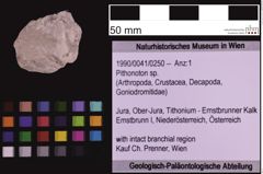 Foto (Objekt + Etiketten) von Pithonoton sp. (NHMW-GEO-1990-0041-0250)